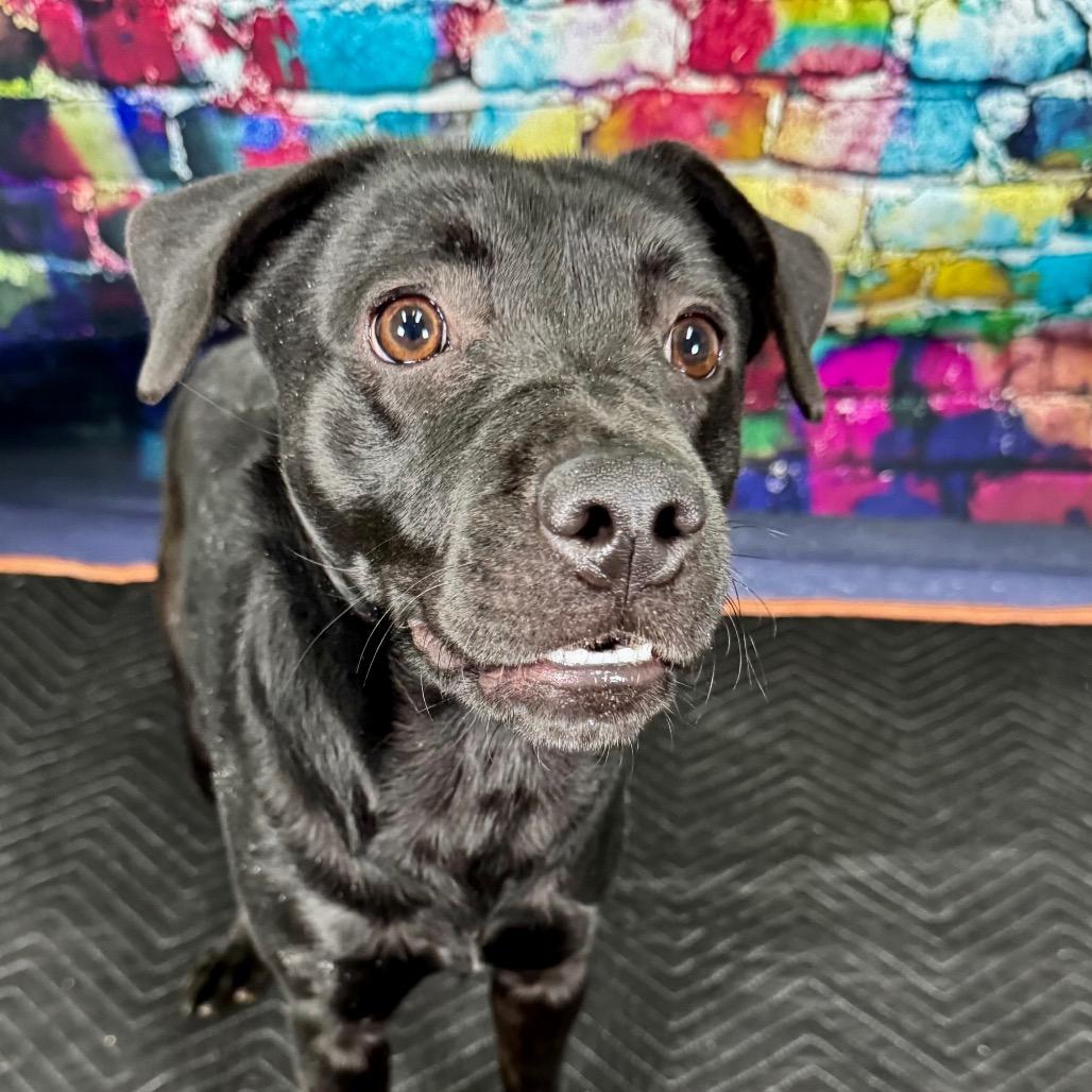 Celo, a Adoptable Mixed Breed in Franklin, NC image 3/4