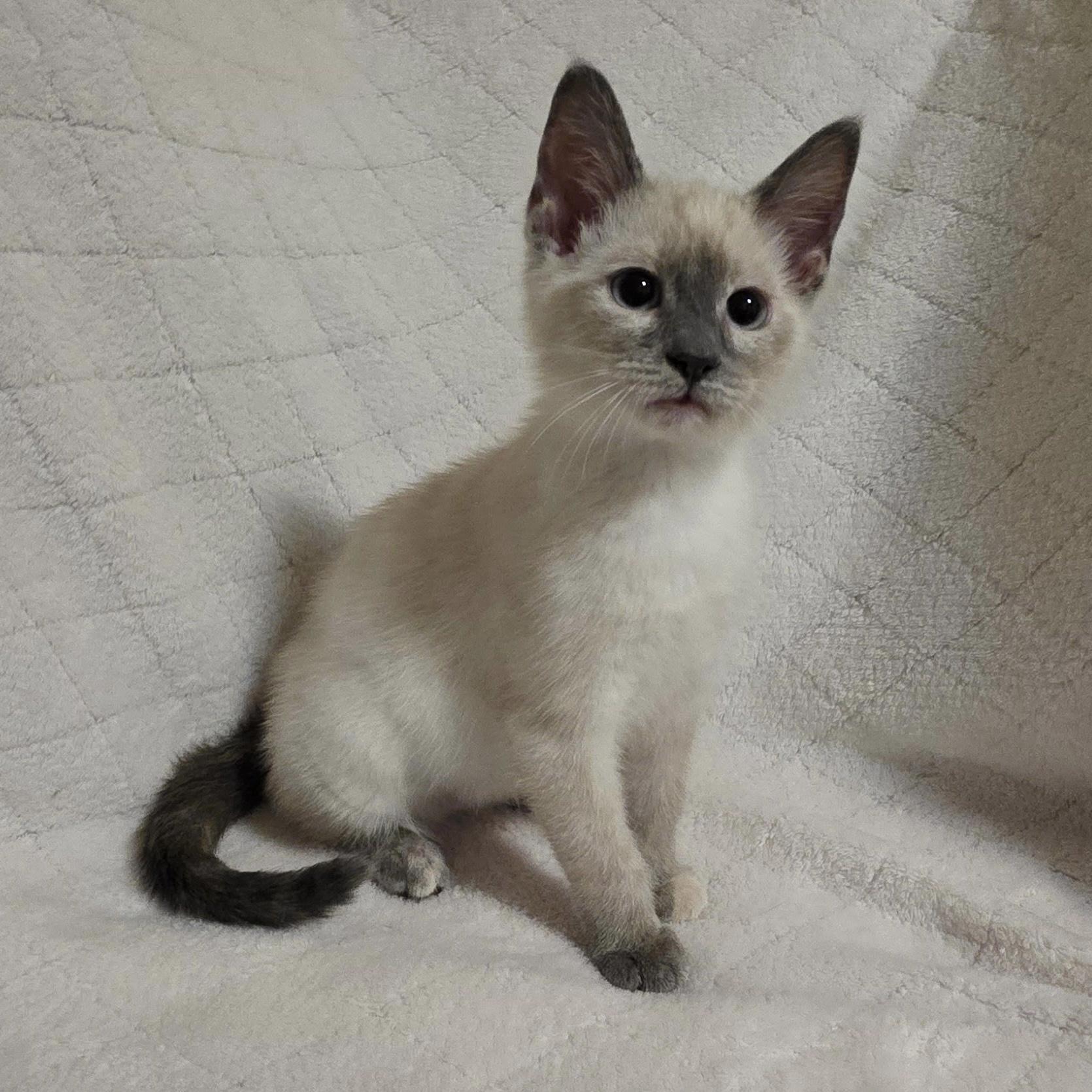 Enlarge Leslie, an adopted Siamese in Bentonville, AR image 1/2