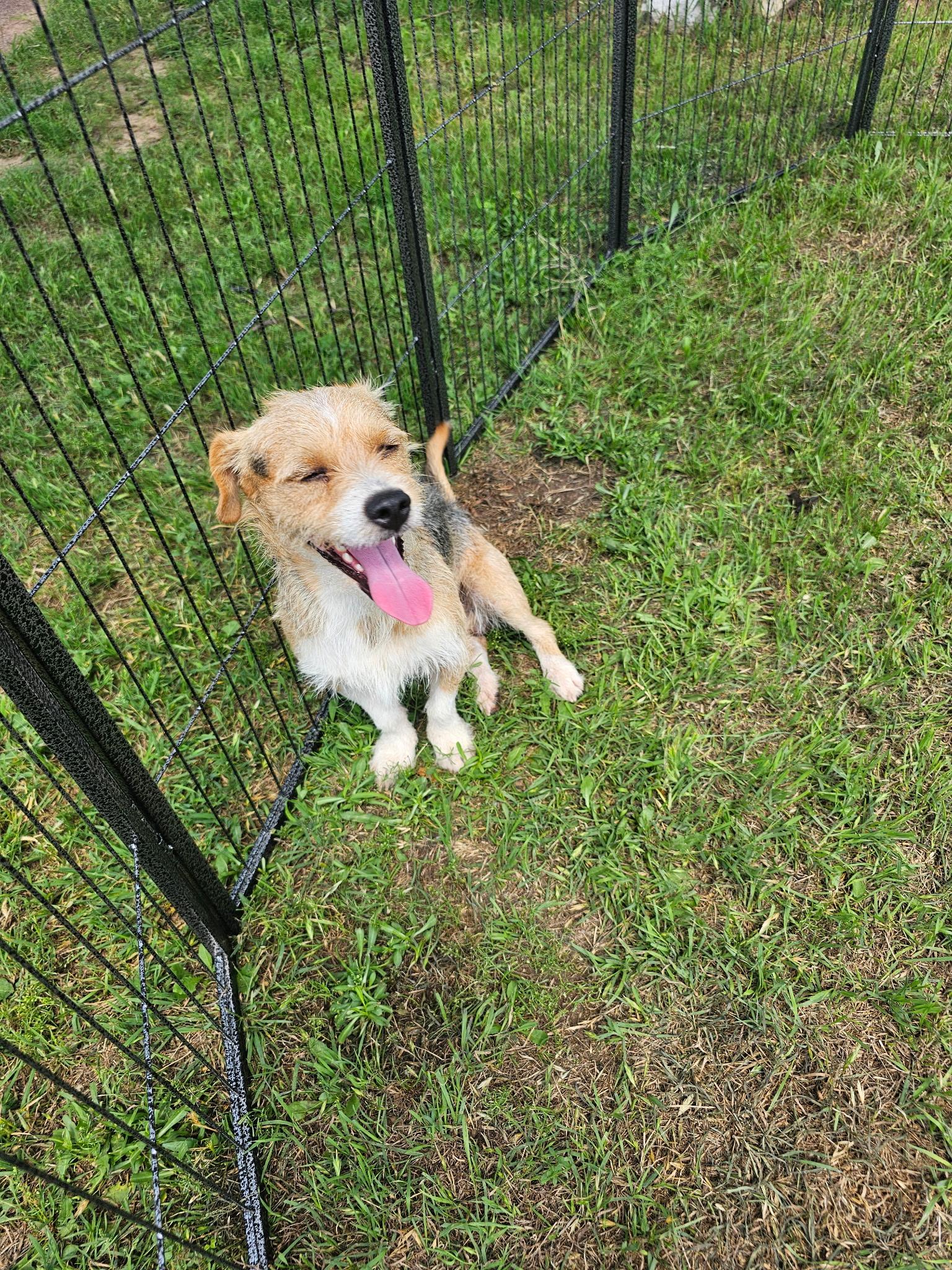 Spike, a Adoptable mixed breed image 1/2