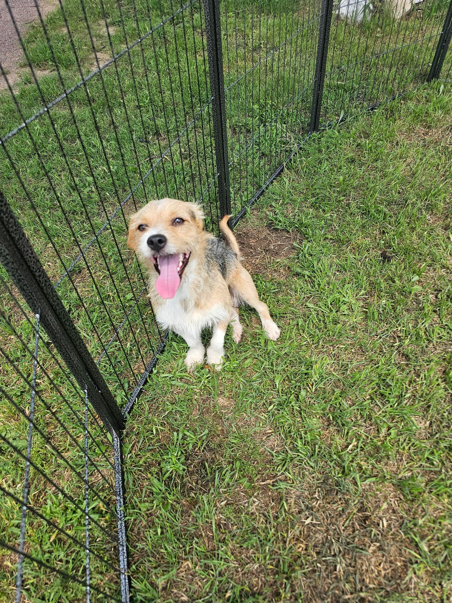 Spike, a Adoptable mixed breed image 2/2