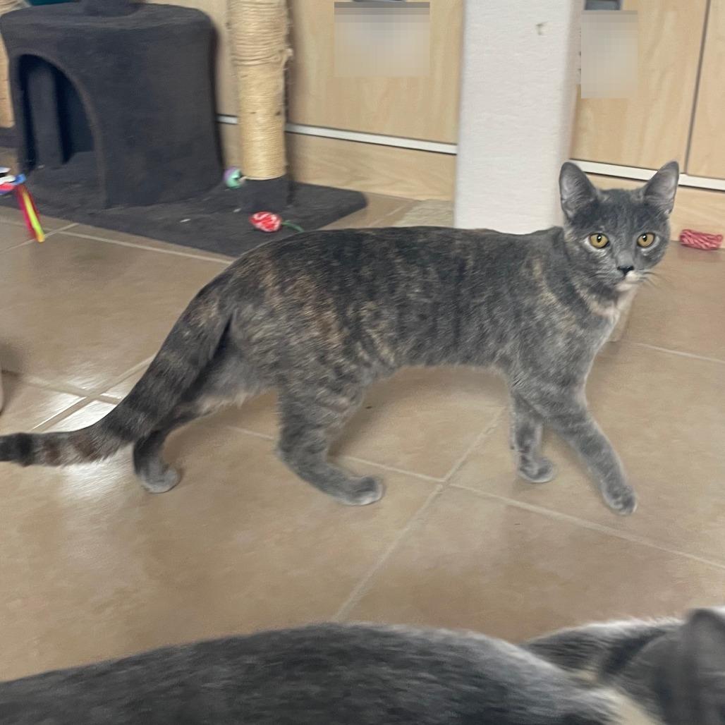 Enlarge Bobbie, a Adoptable Domestic Short Hair in Prescott, AZ image 1/4