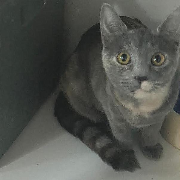 Bobbie, Adoptable, Young Female Domestic Short Hair.