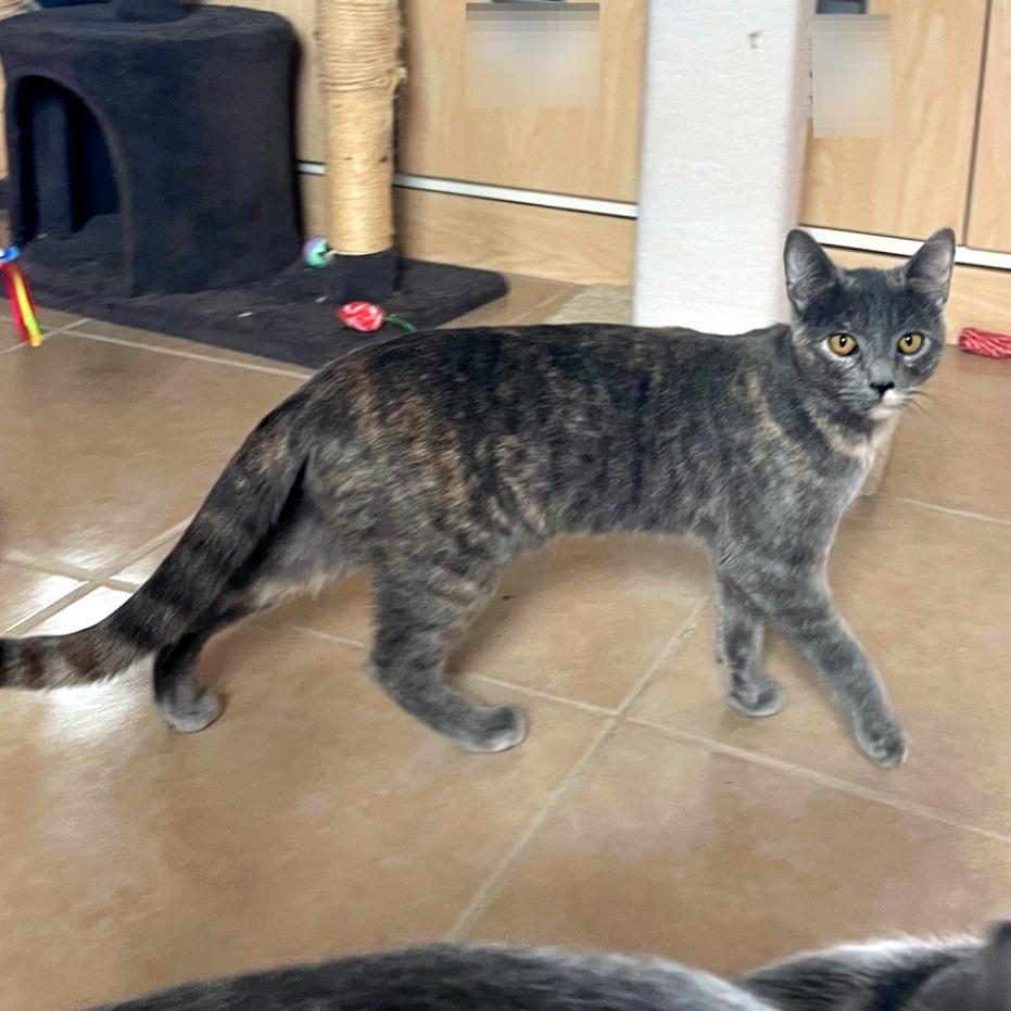 Bobbie, a Adoptable Domestic Short Hair in Prescott, AZ image 2/5