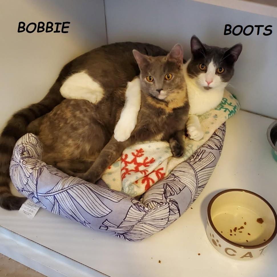 Bobbie, a Adoptable Domestic Short Hair in Prescott, AZ image 3/4