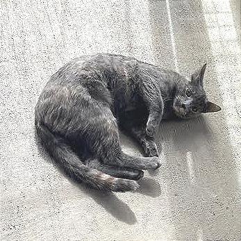 Enlarge Bobbie, a Adoptable Domestic Short Hair in Prescott, AZ image 3/4