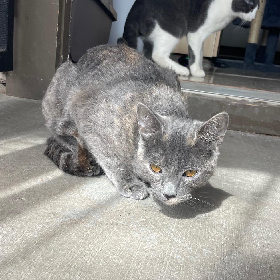 Bobbie, a Adoptable Domestic Short Hair in Prescott, AZ image 5/5