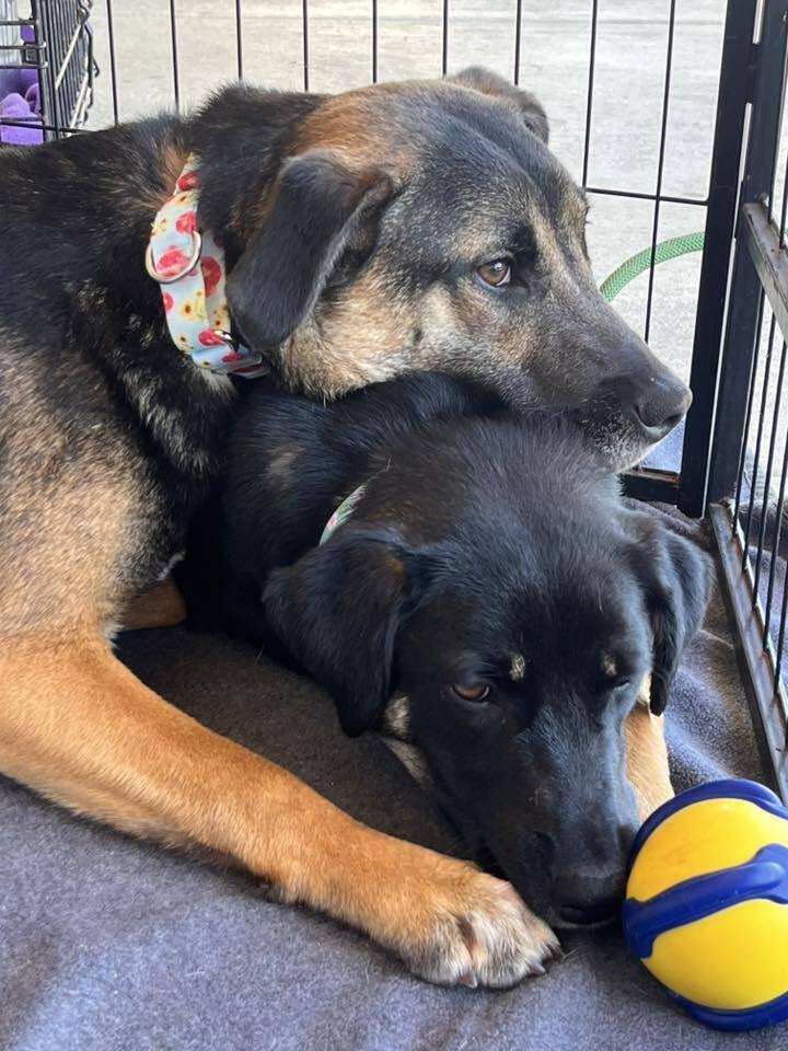 Anniston, Adoptable, Puppy Female Mixed Breed.