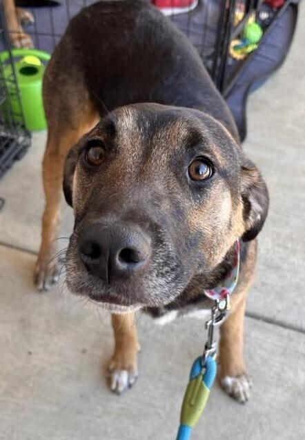 Enlarge Anniston, a Adoptable mixed breed in Acworth, GA image 2/4