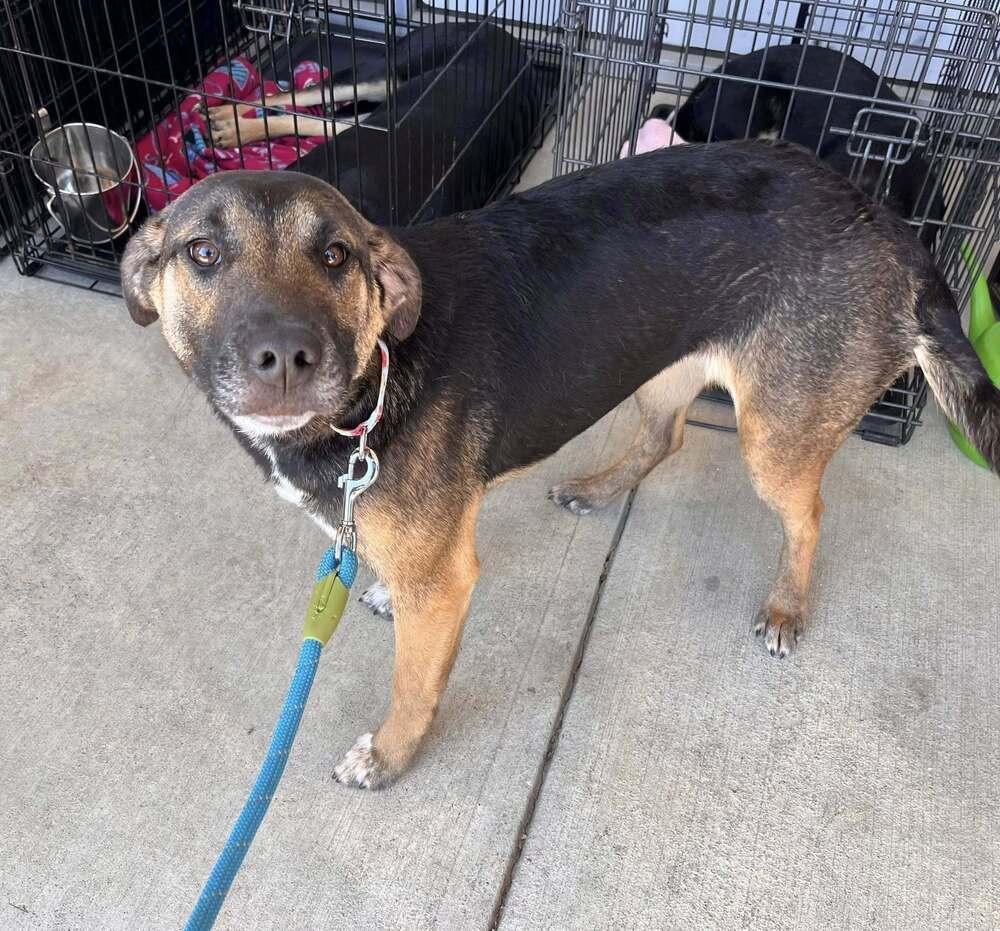 Enlarge Anniston, a Adoptable mixed breed in Acworth, GA image 3/4