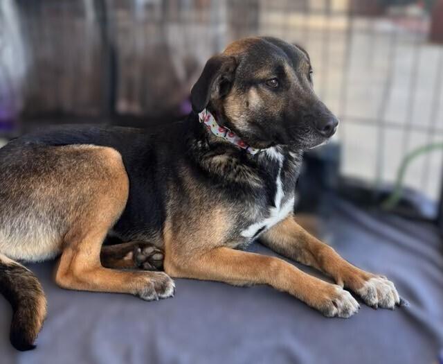 Enlarge Anniston, a Adoptable mixed breed in Acworth, GA image 4/4