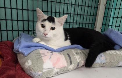 Ivar, Adoptable, Young Male Domestic Short Hair & Domestic Short Hair.