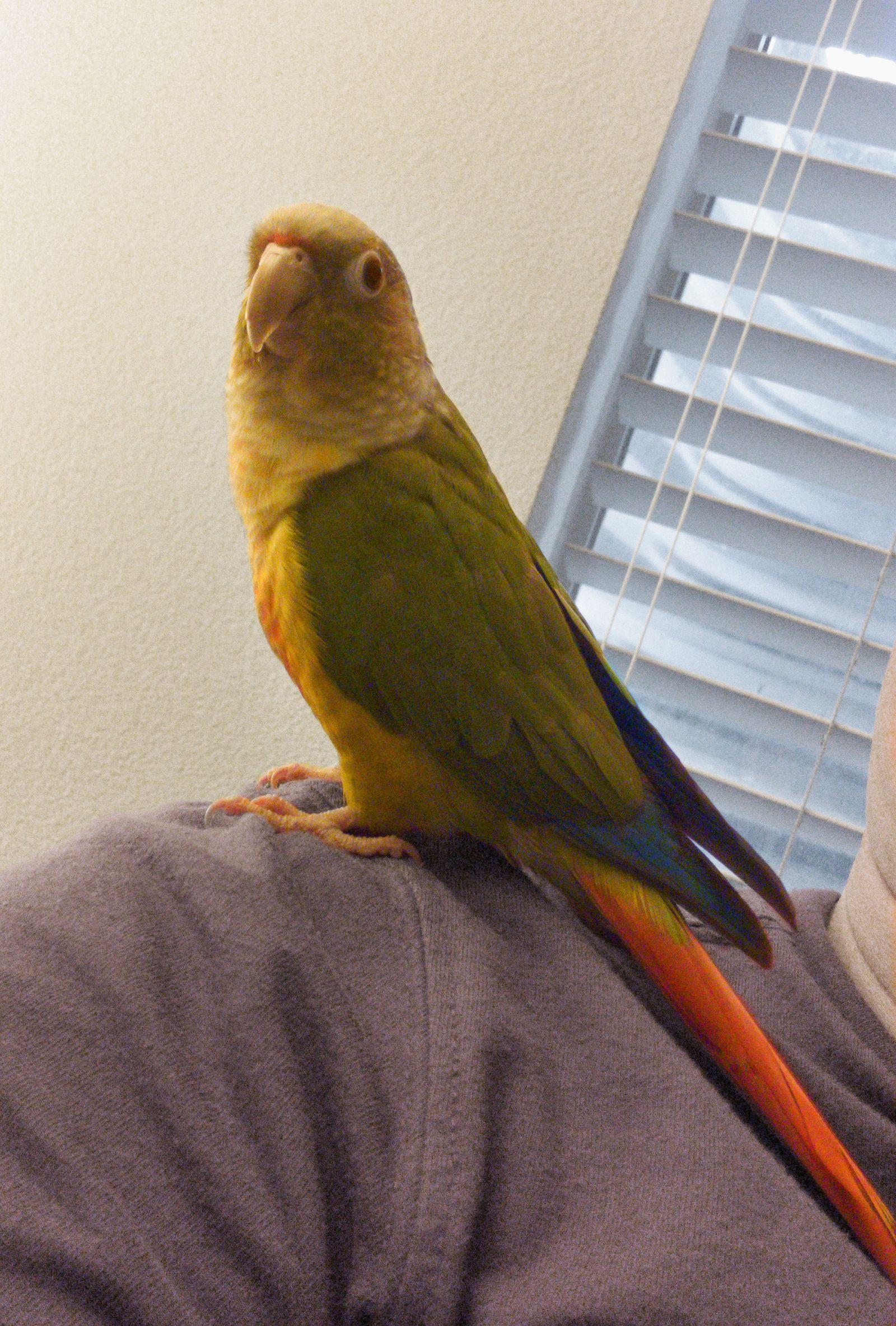 Enlarge Ollie, an adopted Conure in Salt Lake City, UT image 1/2