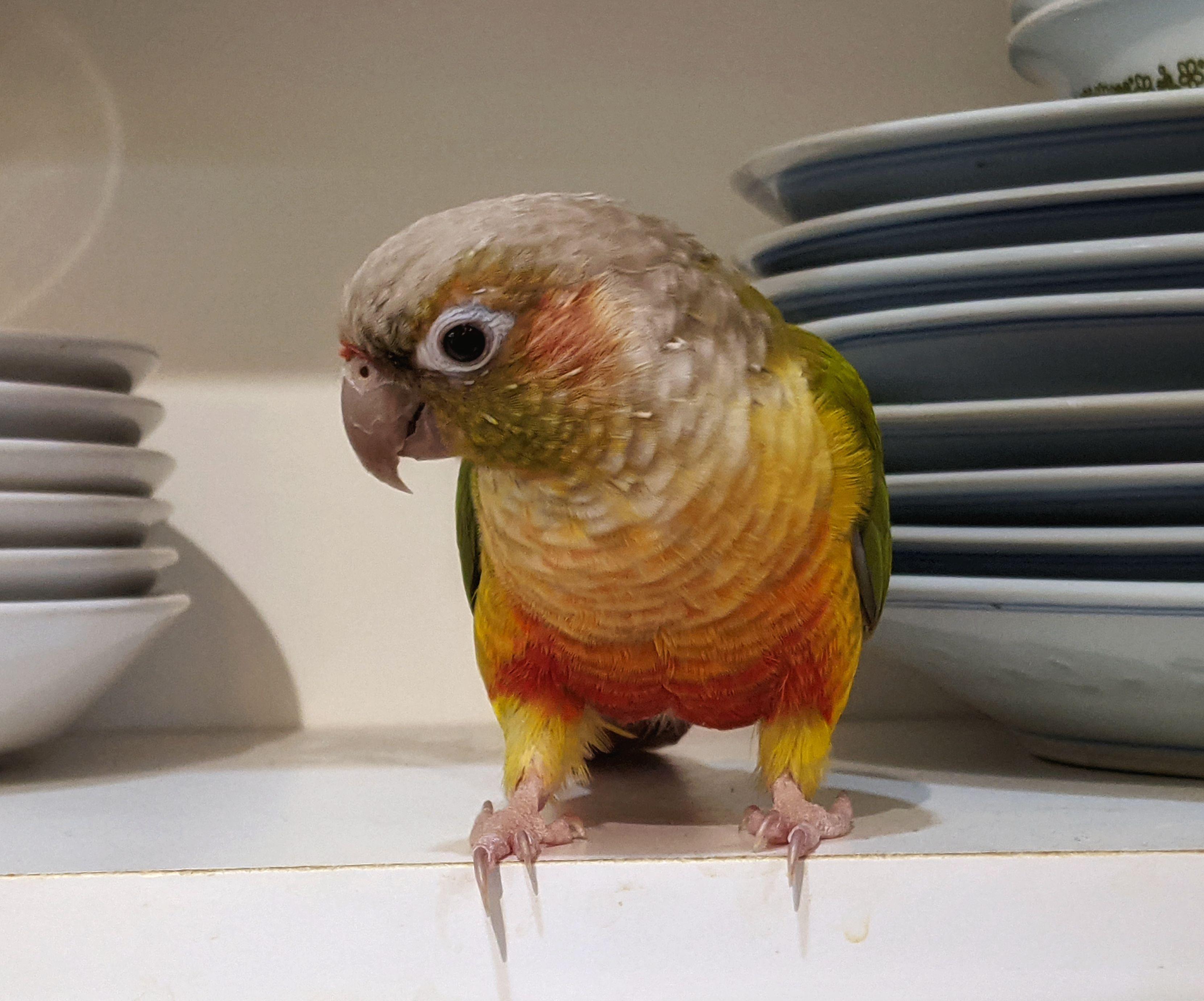 Enlarge Ollie, an adopted Conure in Salt Lake City, UT image 2/2