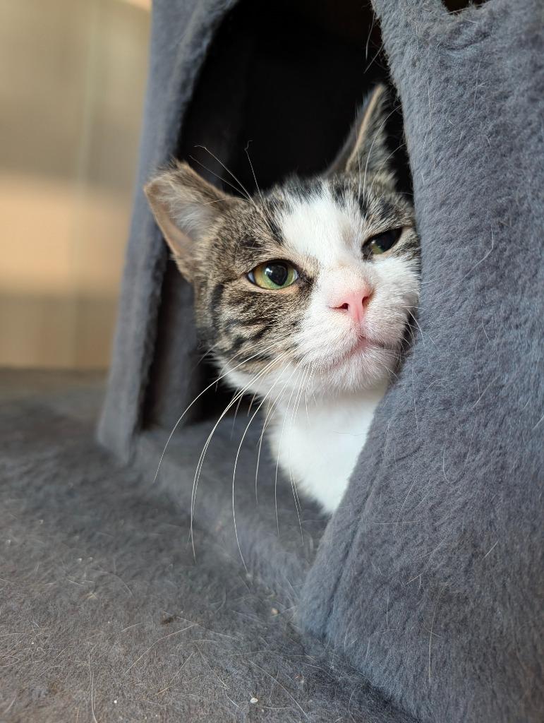 Regina, Adoptable, Young Female Domestic Short Hair.