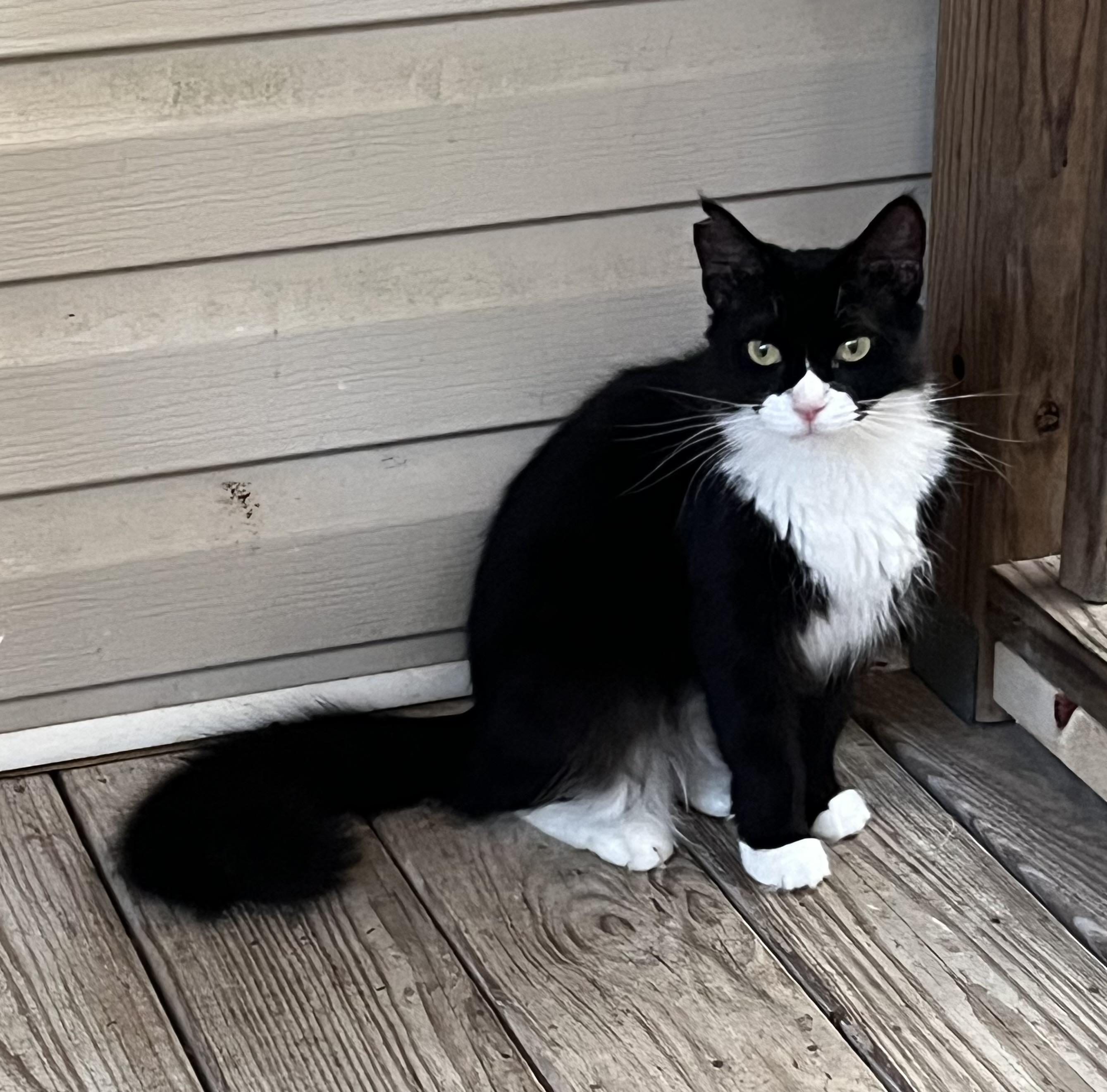 Blackie, adoptable, Young Female Domestic Medium Hair & Tuxedo.