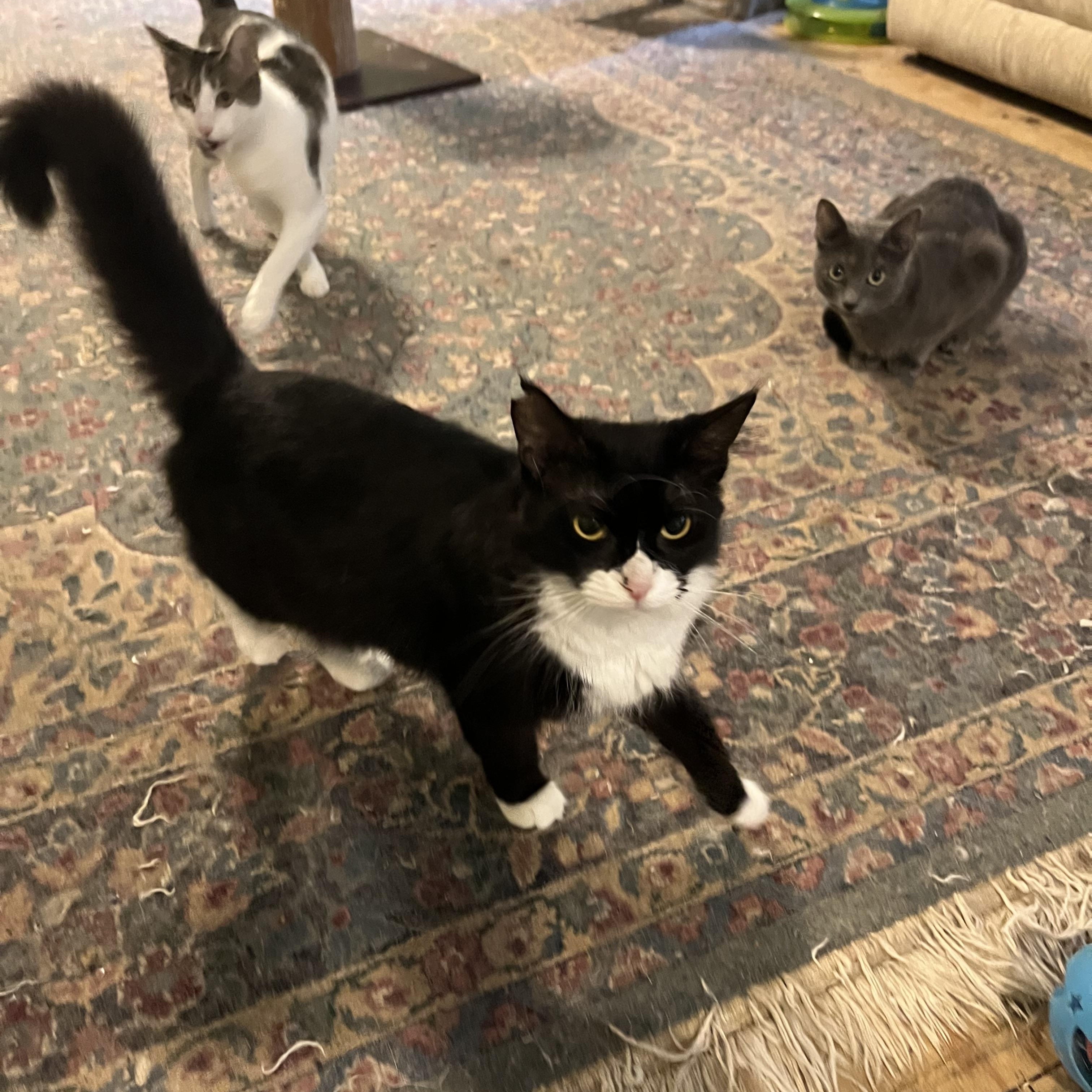 Enlarge Blackie, an adoptable mixed breed in Mobile, AL image 4/5
