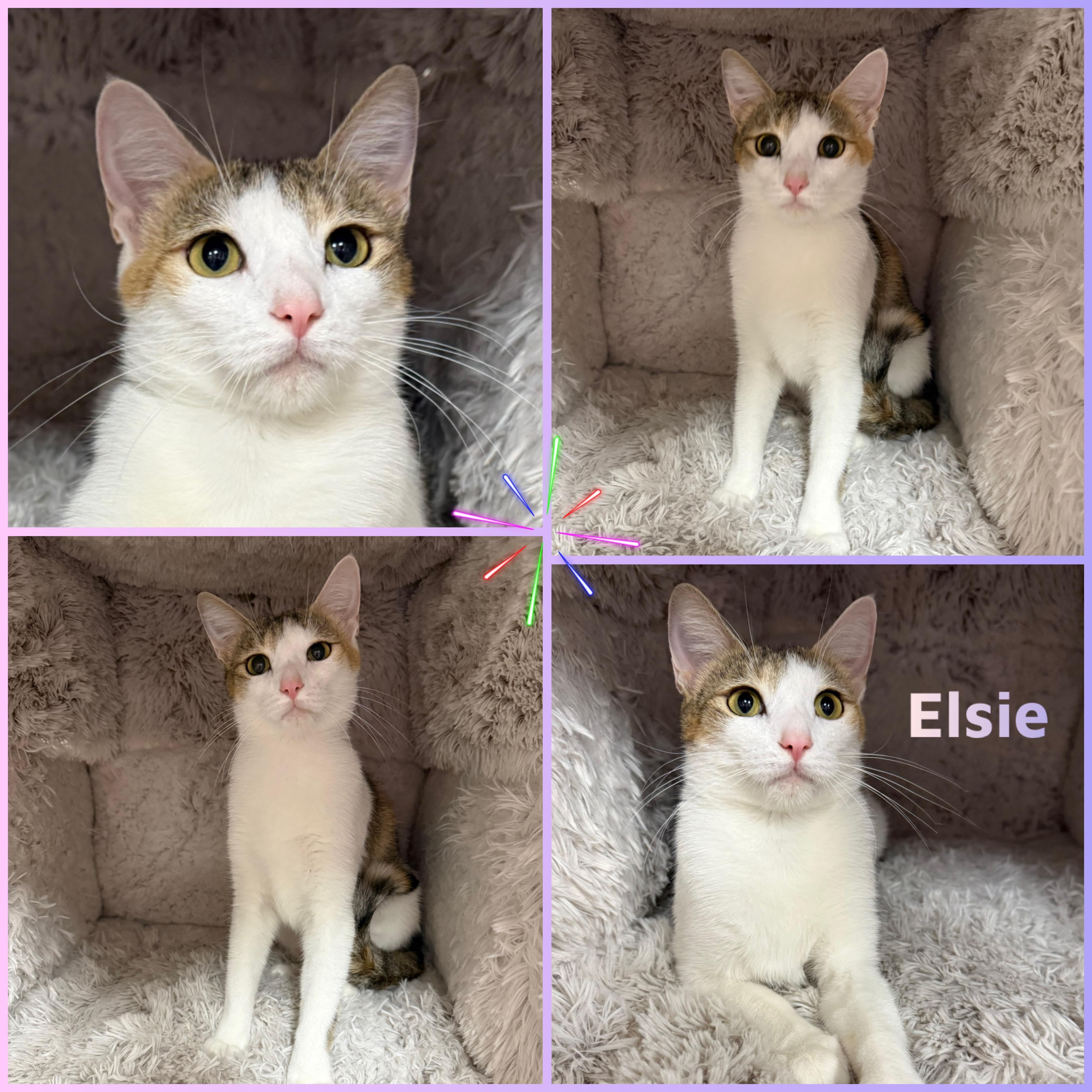 Elsie, ADOPTABLE, Young Female Domestic Short Hair.
