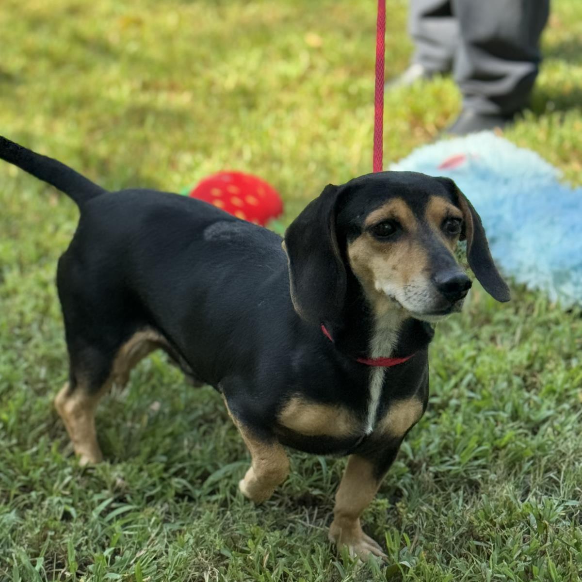 Homer  And Marge, Adoptable, Adult Male Beagle & Dachshund.