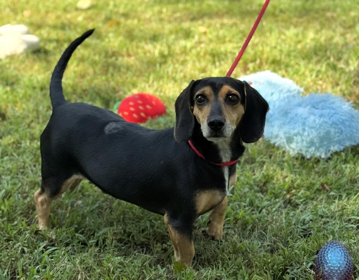 Homer And Marge, a Adoptable mixed breed in Locust Fork, AL image 2/3