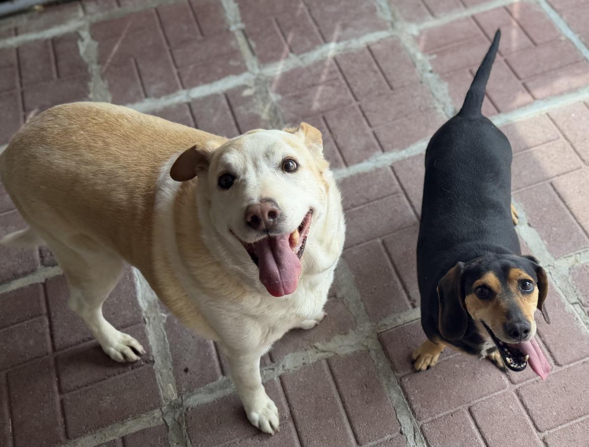 Enlarge Homer  And Marge, a Adoptable mixed breed in Locust Fork, AL image 1/3
