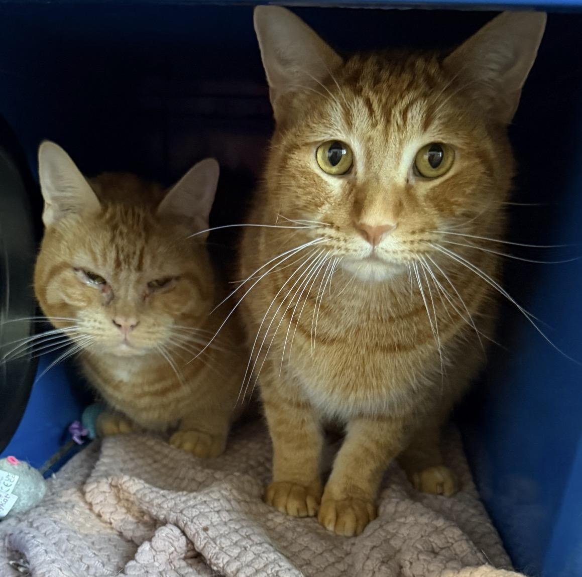 Enlarge Waffles, a Adopted Domestic Short Hair in Sault Sainte Marie, MI image 2/3