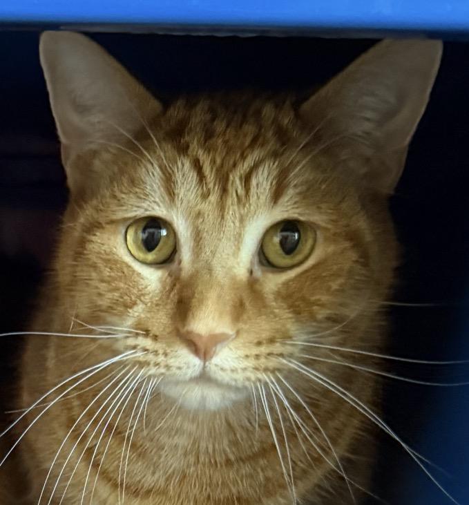 Waffles, Adoptable, Young Male Domestic Short Hair.