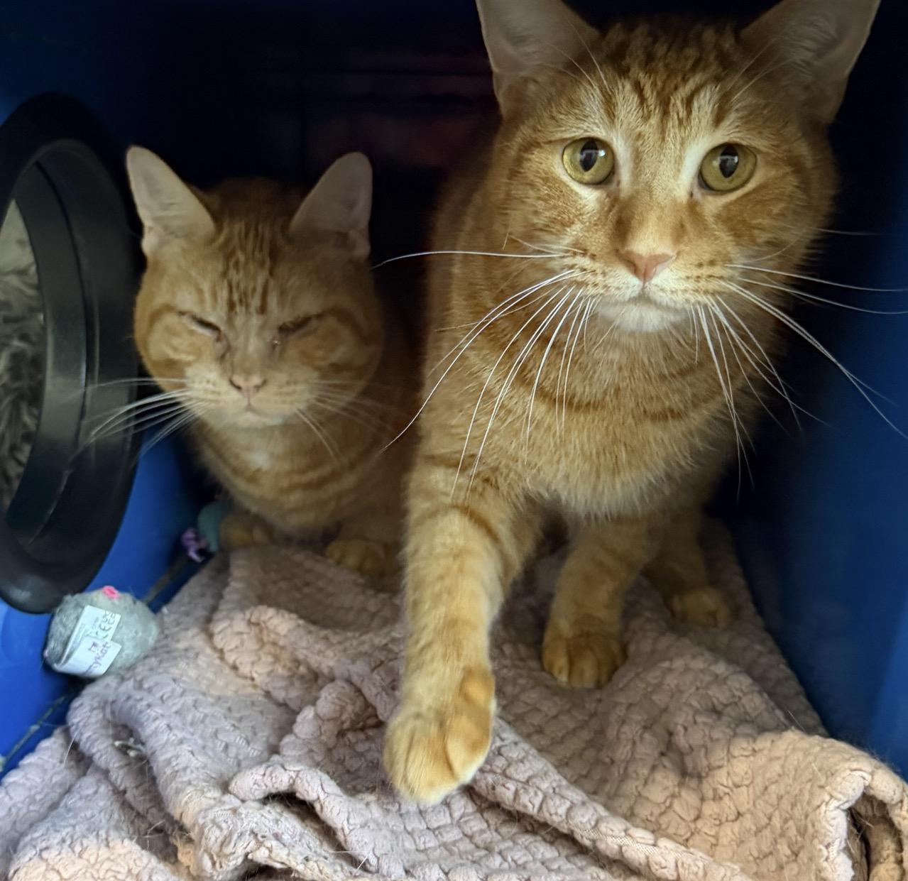 Enlarge Waffles, a Adopted Domestic Short Hair in Sault Sainte Marie, MI image 3/3