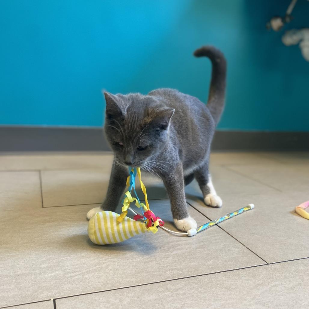 Enlarge April, a Adoptable Domestic Short Hair in Hampton Bays, NY image 1/4