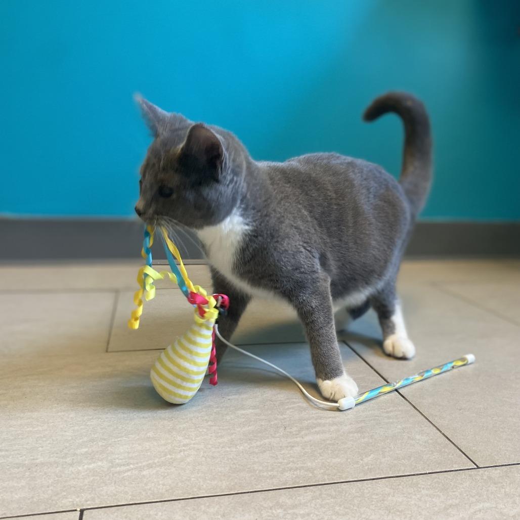 Enlarge April, a Adoptable Domestic Short Hair in Hampton Bays, NY image 2/4