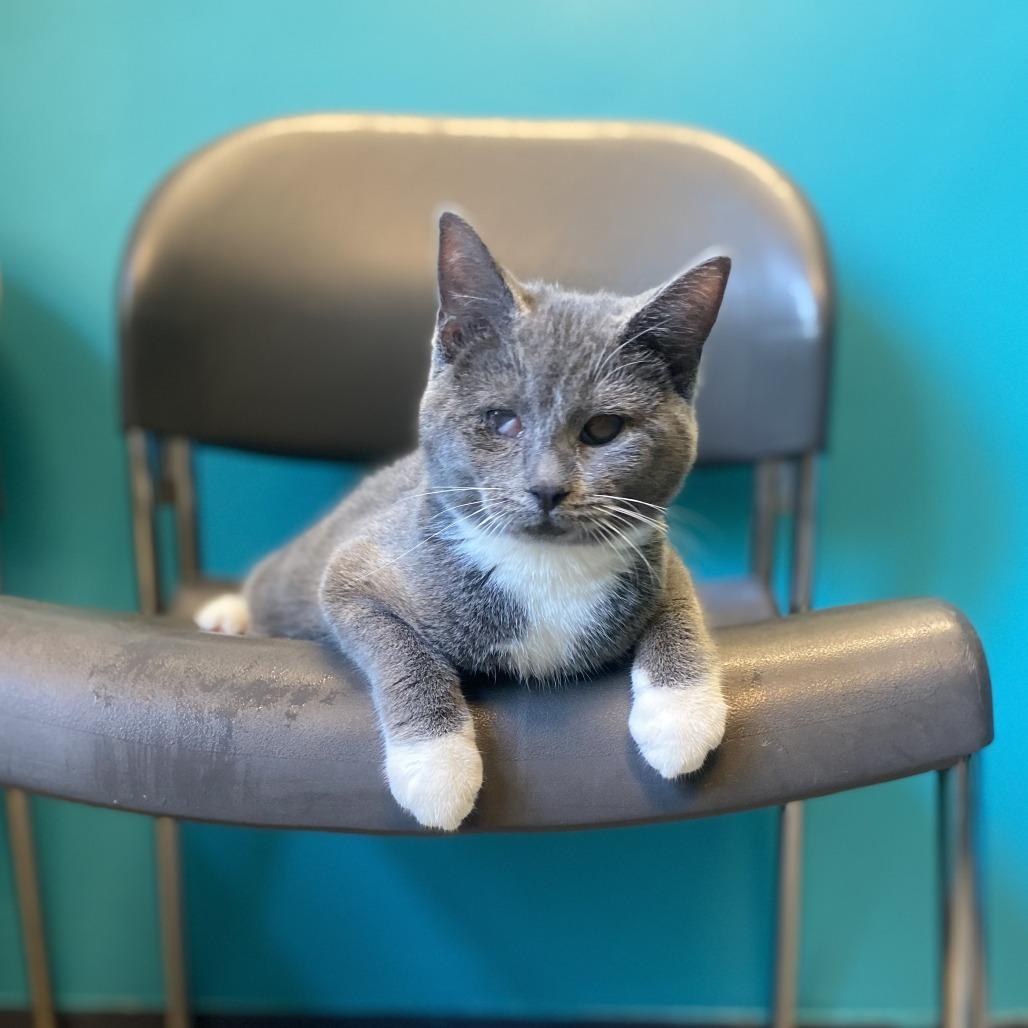 Enlarge April, a Adoptable Domestic Short Hair in Hampton Bays, NY image 3/4