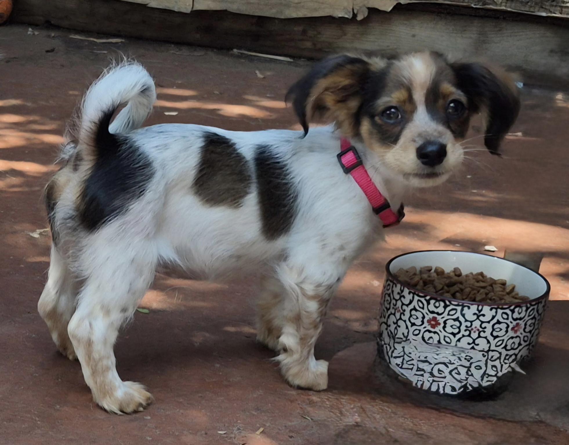 Gaia, a ADOPTABLE mixed breed in Long Beach, CA image 3/6