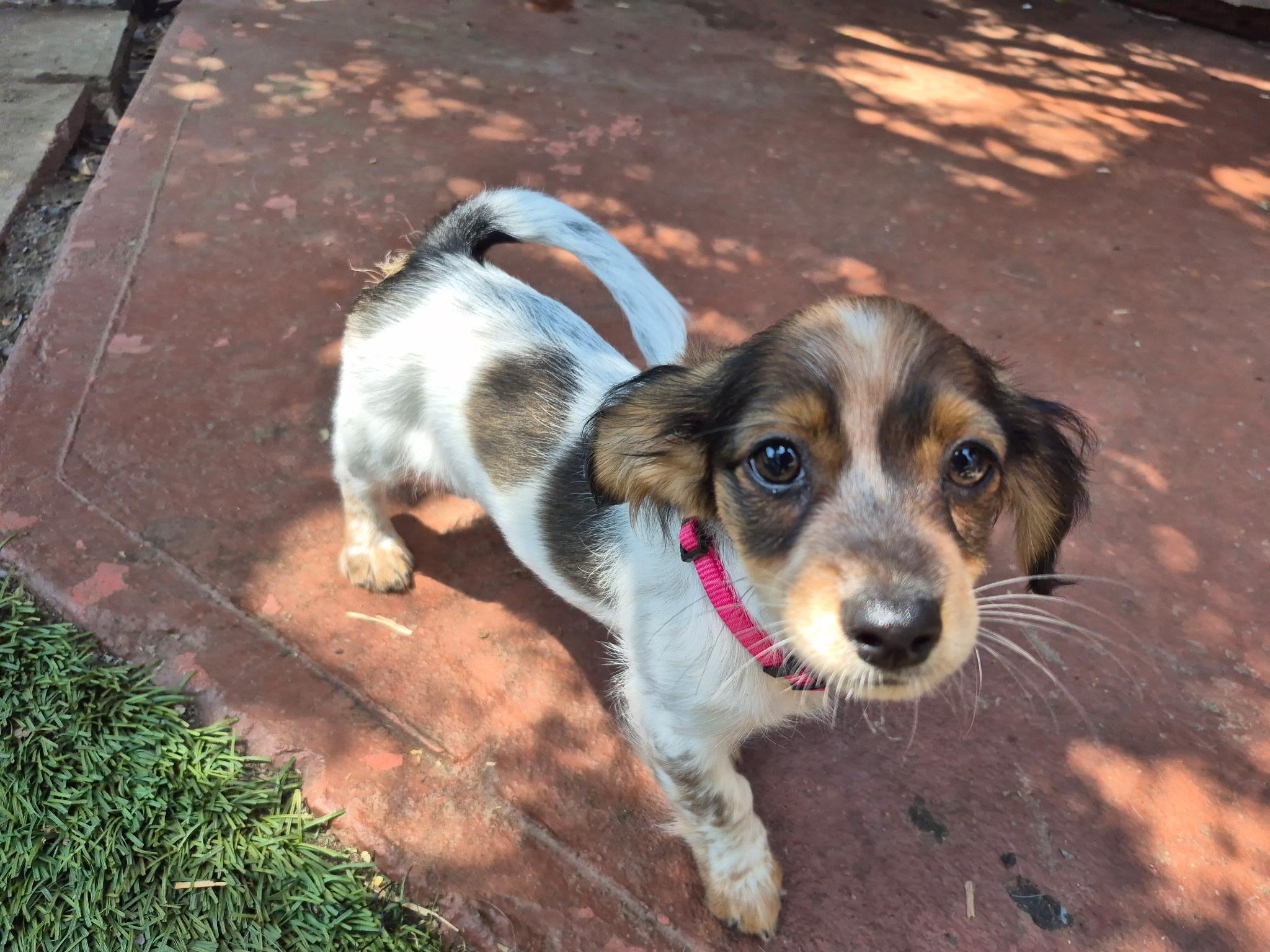 Gaia, a ADOPTABLE mixed breed in Long Beach, CA image 5/6