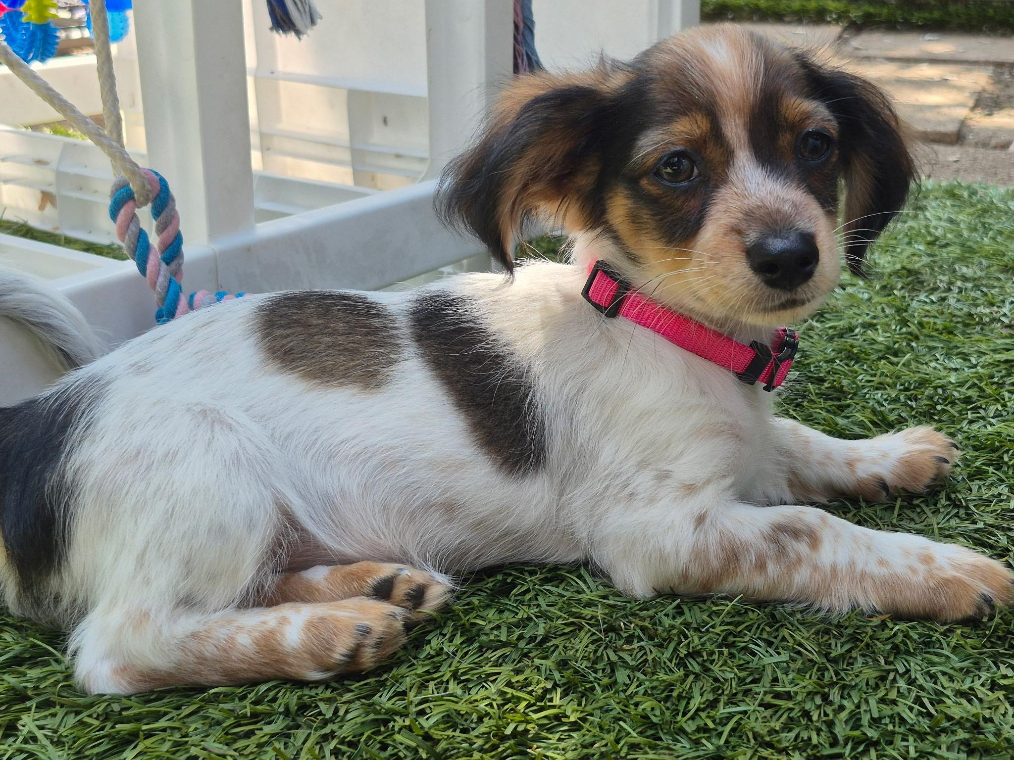 Gaia, a ADOPTABLE mixed breed in Long Beach, CA image 6/6