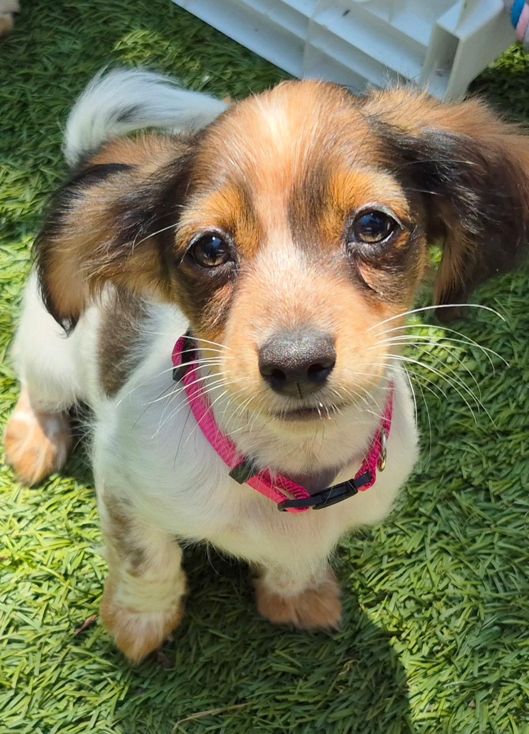 Gaia, ADOPTABLE, Puppy Female Papillon.
