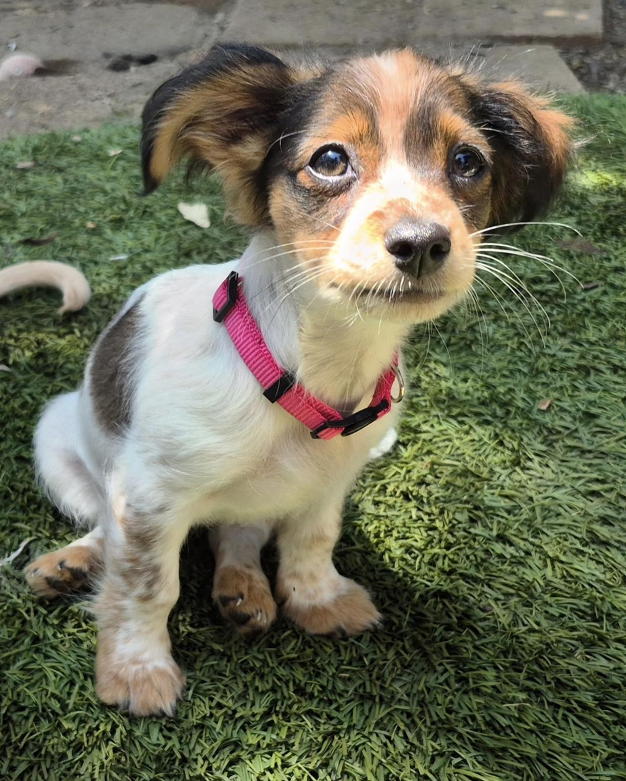 Gaia, a ADOPTABLE mixed breed in Long Beach, CA image 2/6