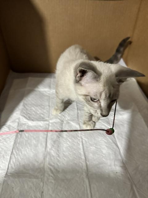 Eileen, Adopted, Kitten Female Siamese & Domestic Short Hair.