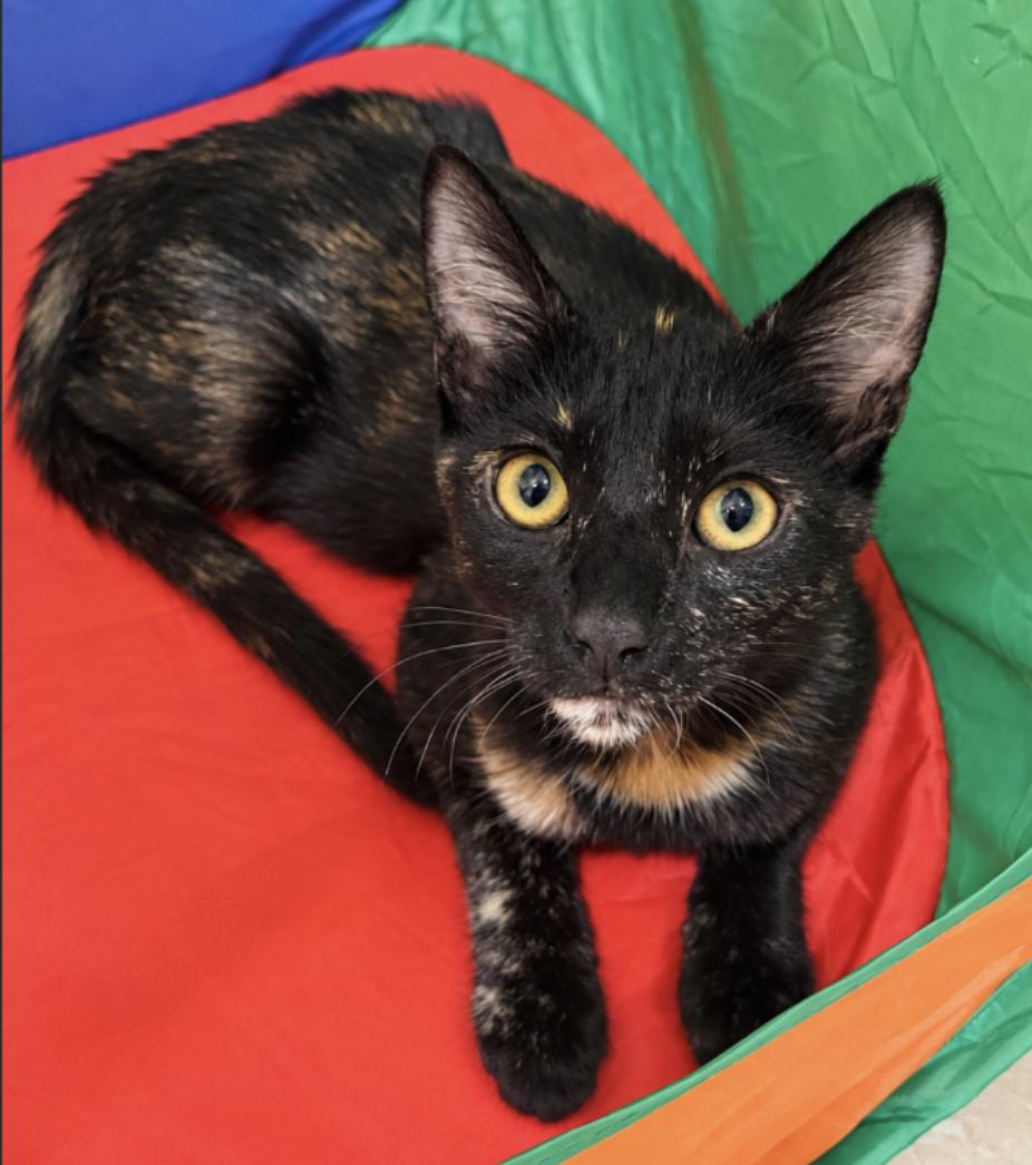 Enlarge Sally (bonded with Alvin), a Adoptable Domestic Short Hair in Redwood City, CA image 2/6