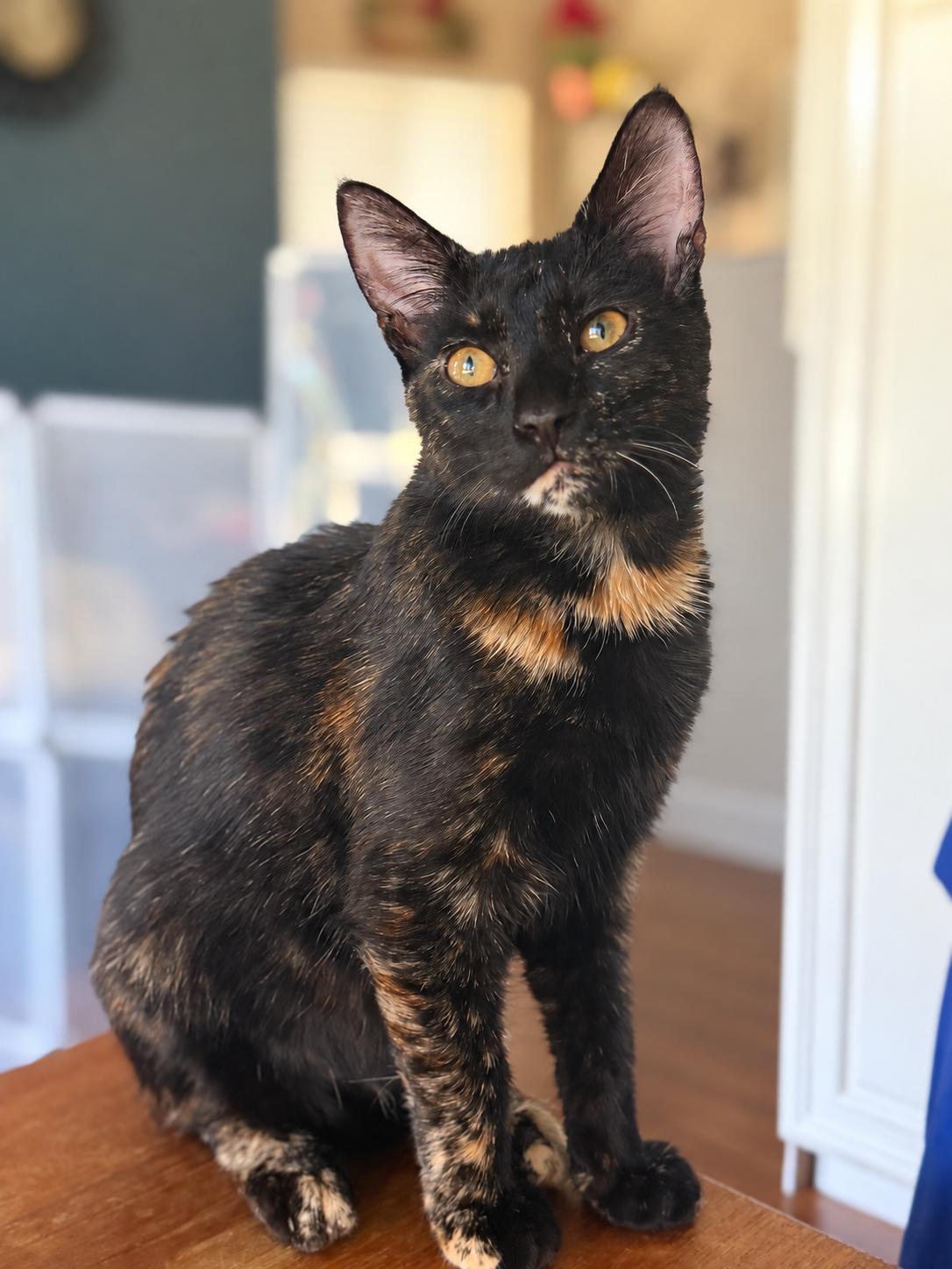 Sally (bonded with Alvin), Adoptable, Young Female Domestic Short Hair.