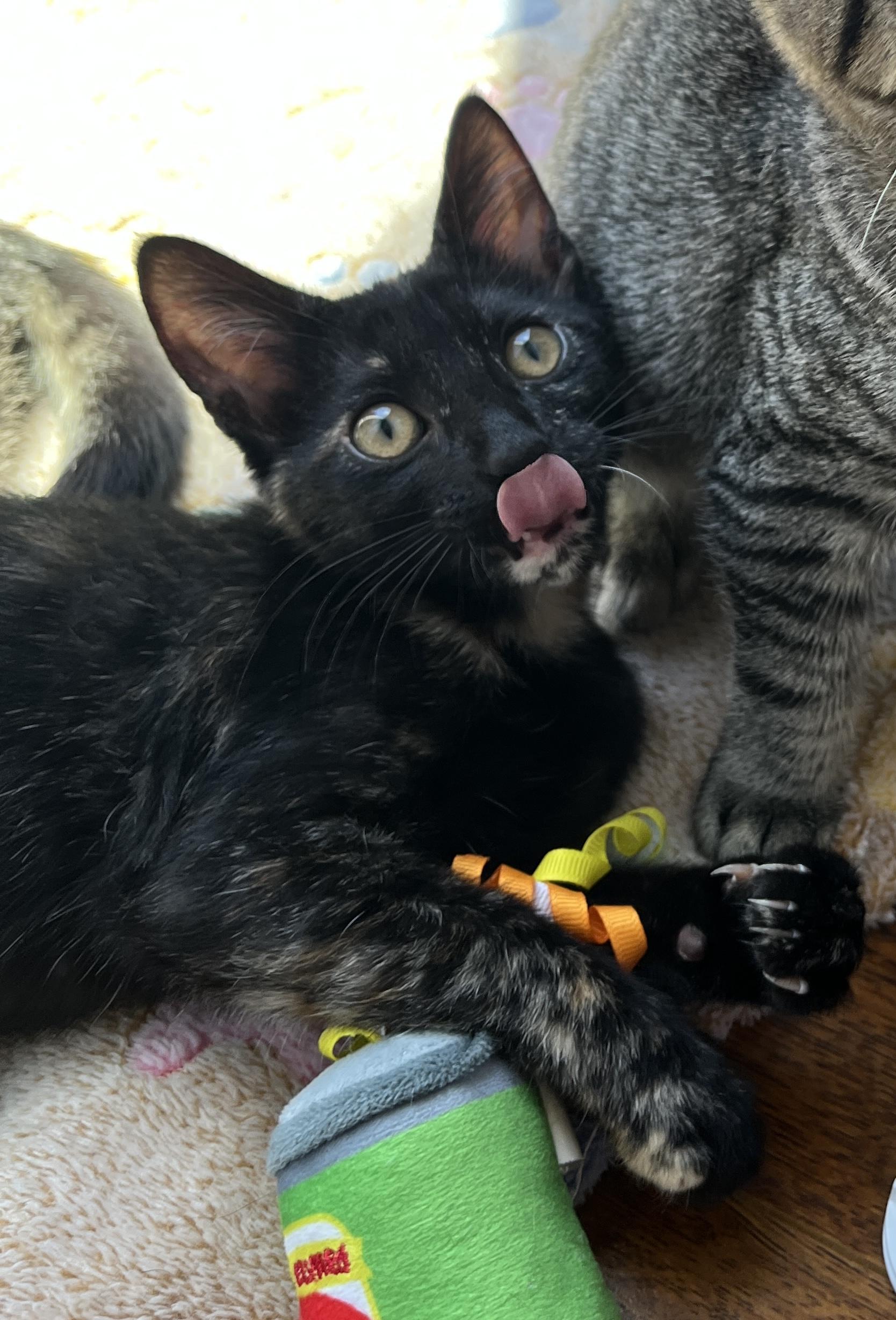 Enlarge Sally (bonded with Alvin), a Adoptable Domestic Short Hair in Redwood City, CA image 4/6