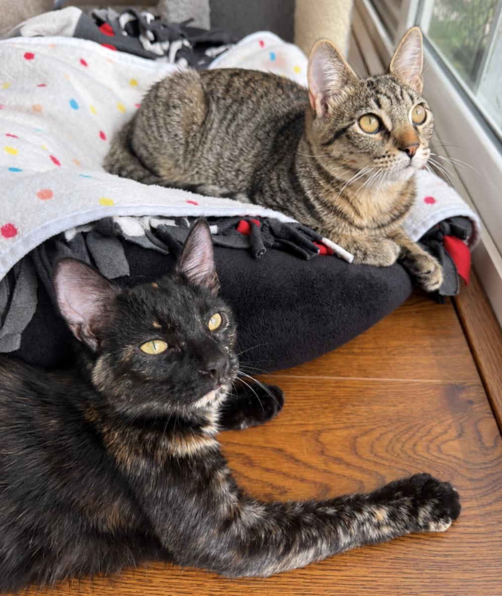 Enlarge Sally (bonded with Alvin), a Adoptable Domestic Short Hair in Redwood City, CA image 6/6