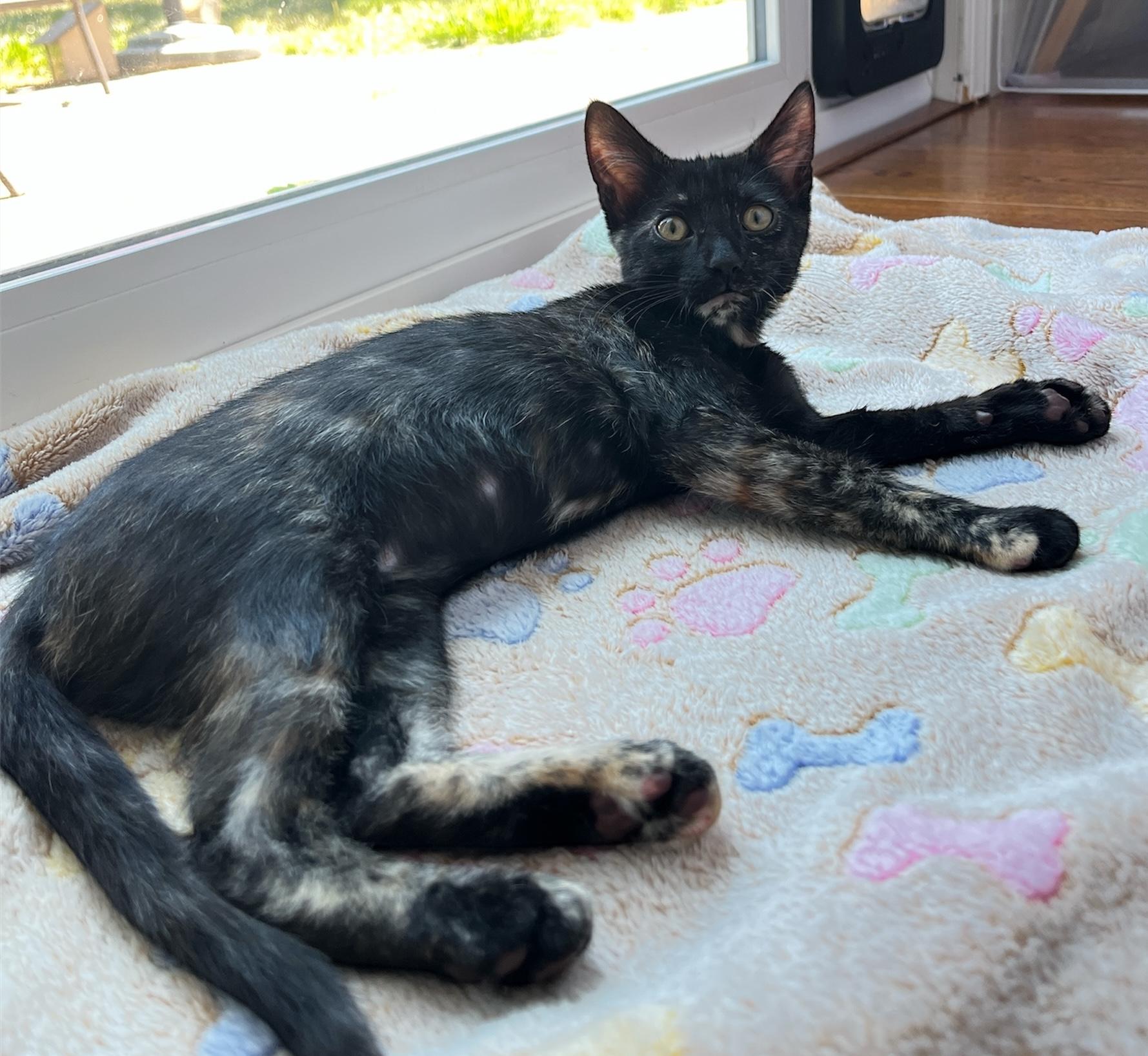 Enlarge Sally (bonded with Alvin), a Adoptable Domestic Short Hair in Redwood City, CA image 3/6