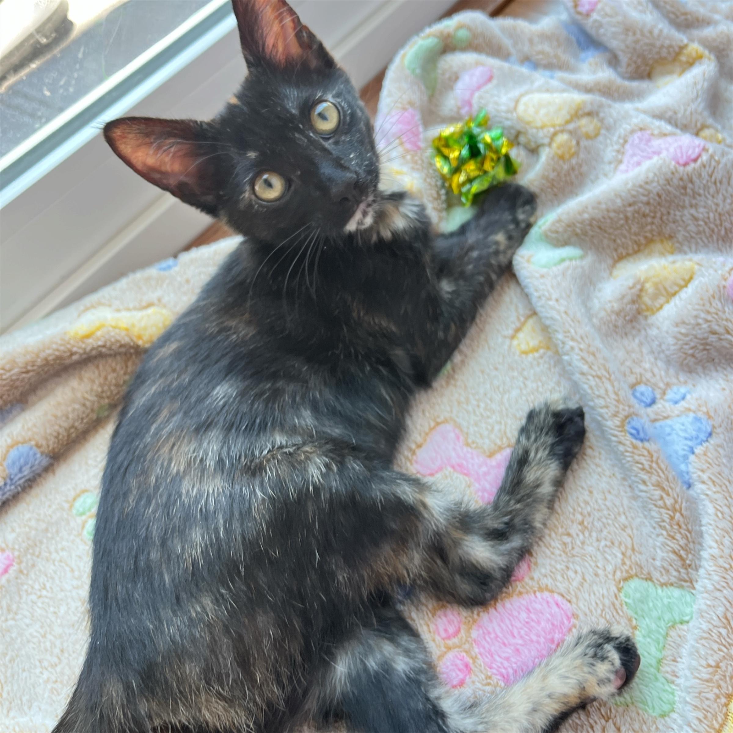 Enlarge Sally (bonded with Alvin), a Adoptable Domestic Short Hair in Redwood City, CA image 5/6