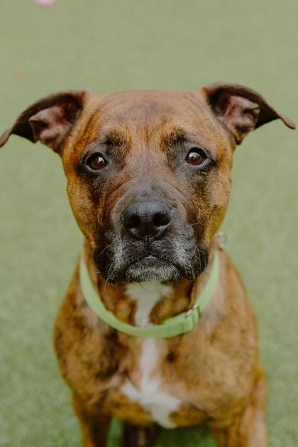 Enlarge Bella, a Adoptable mixed breed in Bellevue, WA image 1/3