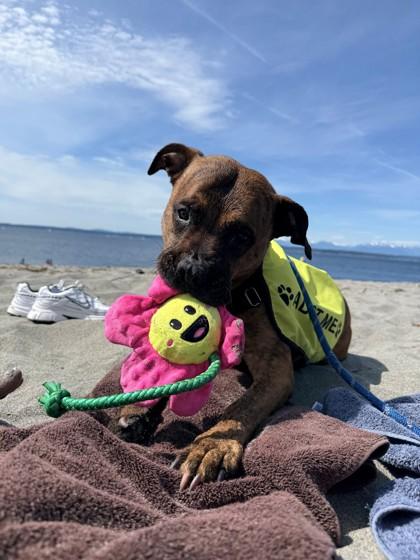 Enlarge Bella, a Adoptable mixed breed in Bellevue, WA image 2/3