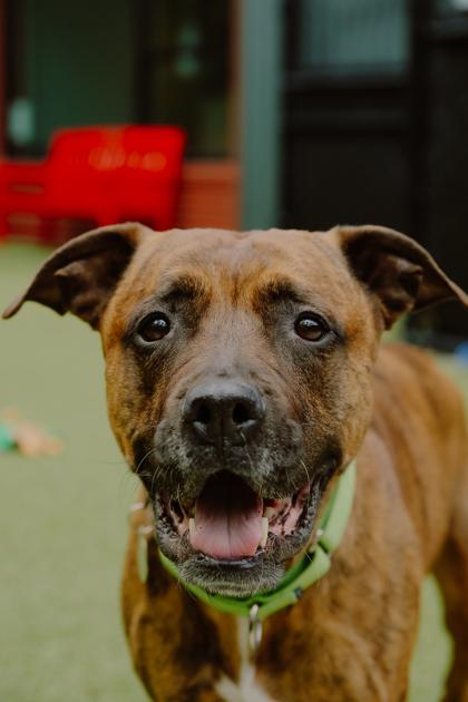 Enlarge Bella, a Adoptable mixed breed in Bellevue, WA image 3/3