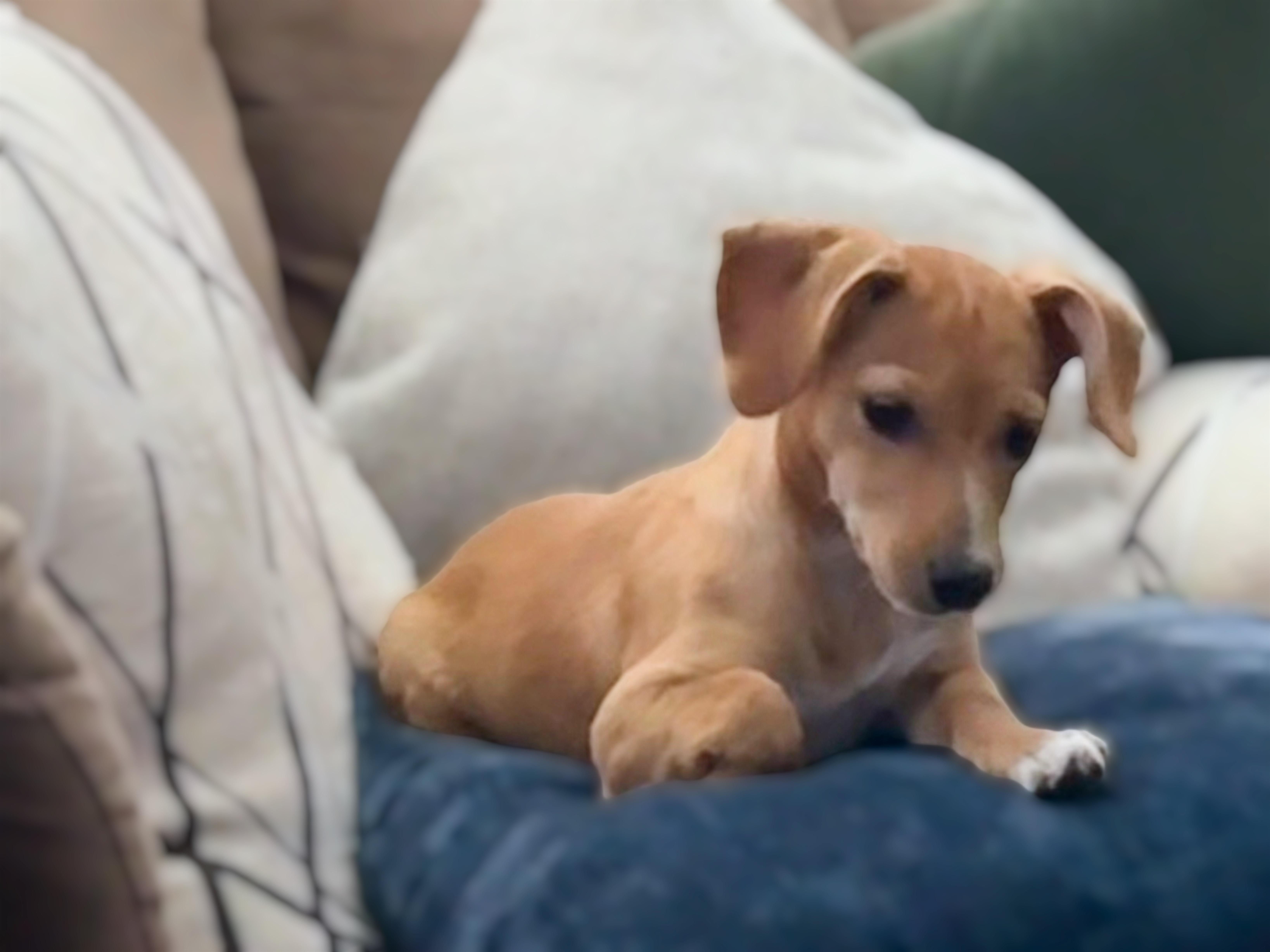 Enlarge Catalina, a Adopted mixed breed in Houma, LA image 2/3