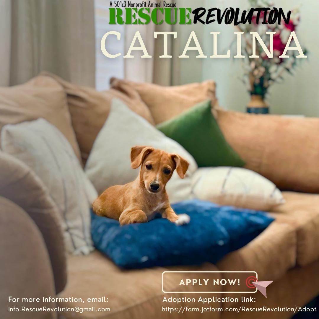 Catalina, Adopted, Puppy Female Chiweenie.