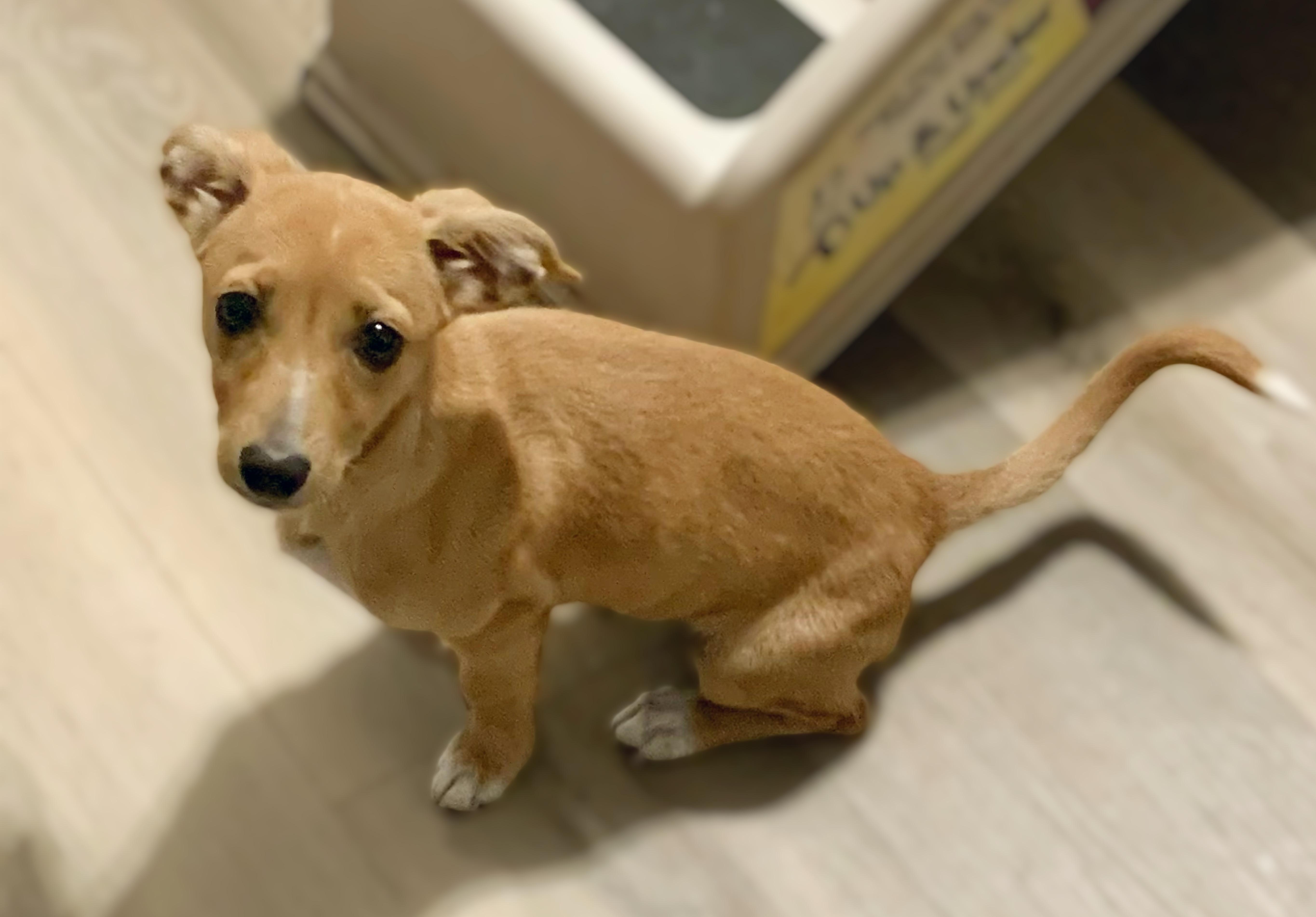 Enlarge Catalina, a Adopted mixed breed in Houma, LA image 3/3