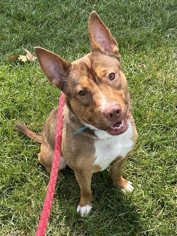 TUGBOAT, Adoptable, Young Male Pit Bull Terrier & Mixed Breed.