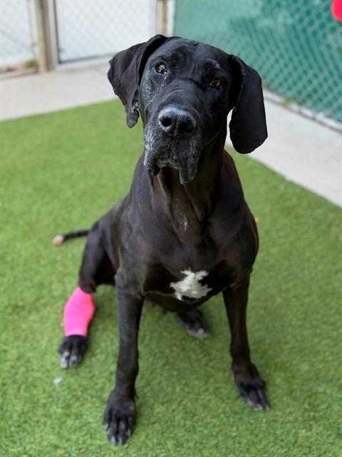 Enlarge SARAH, a Adoptable Great Dane in Agoura, CA image 1/1